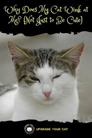 Why Does My Cat Wink At Me The Surprising Truth Cat Behavior Cute Kitten Pics Cats