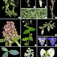 Image result for Aneilema petersii