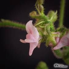 Image result for Genlisea