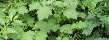 Image result for Solanum viarum