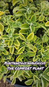 Image result for Plectranthus alboviolaceus