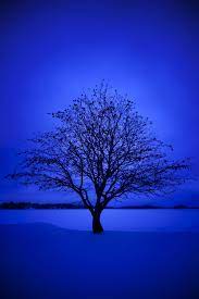 Maybe you would like to learn more about one of these? Blue Tree Wallpapers Top Free Blue Tree Backgrounds Wallpaperaccess