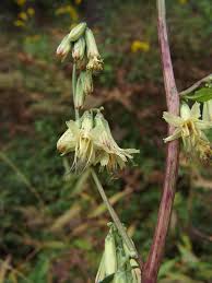 Image result for Bothriocline quercifolia