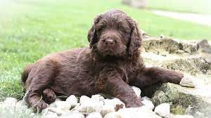 They are believed to be a cross between french and german spaniels. German Longhaired Pointer Price Temperament Life Span