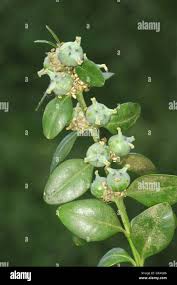 Image result for Buxaceae