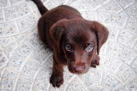 10 Ventajas De Tener Una Mascota En Casa Blog Fiatc