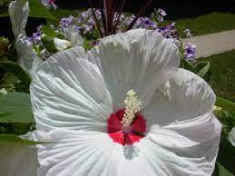 Hibiscus Shrub Flowers As Big As Dinner Plates Blooms Early July Every Year Perennial Zone 5 Hibiscus Shrub Perennials Gardening Zones