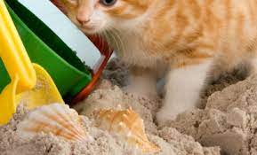 A sandbox is great fun for the kids, but it can attract cats who think it is a litter box. How To Keep The Cats Out Of Your Sandbox My Life And Kids