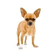 Akc & ckc chihuahua breeder, breeding only healthy and happy dogs, puppies come dewormed, first and second shots and microchipped. Chihuahua Puppies For Sale By Reputable Breeders Pets4you Com