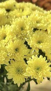 Chrysanthemum Yellow Daisy Flower Chrysanthemum Flower Chrysanthemum