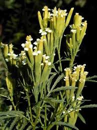 Kenya Kcse Agriculture Syllabus Weeds To Be Studied