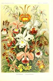 Image result for Orchidaceae