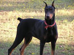 Health, temperament, and confirmation are what we aim to produce! Doberman Pinscher Puppies Picture Kentucky Dog Breeders Guide