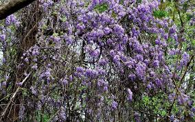 Reaching just 10 to 20 feet do you grow another type of flowering tree in your garden? 16 Invasive Species Sold At Garden Centers You Should Never Buy