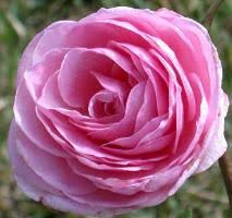 Gorgeous shrub rose with large, fragrant and very pink double blossoms. Belinda S Dream Earth Kind Roses Earth Kind Roses