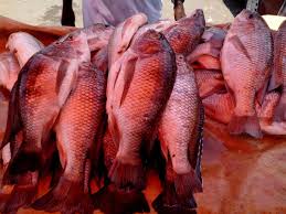 how to farm tilapia fish in a pond at home farming tilapia at home is not as complicated as most people think in 2020 aquaponics system aquaponics backyard aquaponics