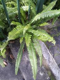 Image result for Pavetta radicans