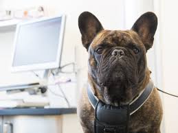 Ear, or aural, hematomas are painful swellings found very commonly in dogs and cats. Why Are Vet Bills Higher Than They Used To Be Petmd