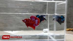 Selain merawatnya yang cukup mudah, ikan. Warga Sidoarjo Ini Raup Omset Tinggi Dari Ternak Ikan Cupang Hias Times Indonesia