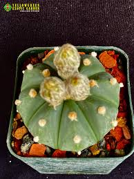 Image result for Thesium asterias