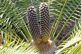 Image result for Encephalartos senticosus