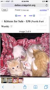 Puppies, kittens, chicken coops, livestock for adoption in binghamton, ny. Craigslist Cats Dfw On Twitter These Kittens Are So Adorable Https T Co H2hjnrjedb