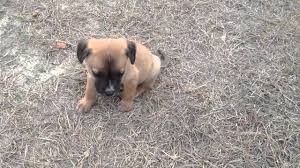 As with all mixed breeds, litter sizes can vary depending on what parent breed the this can translate to the english mastiff pitbull mix puppies, which can lead to problems later in life if proper socialization is not given. Half Pitbull Half Bull Mastiff Eight Week Old Puppy Youtube