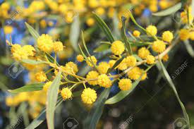 You've never seen blooms like this. Yellow Pom Pom Blossoms On Tree In Cyprus In Spring Stock Photo Picture And Royalty Free Image Image 59286047