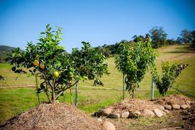 If you don't like one type of fruit. Fruit Salad Trees Accueil Facebook