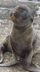 A Photograph With A Very Strong Message Be Kind To Animals And Ocean In 2020 Cute Animals Animals Wild Cute Funny Animals