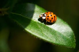 A wide variety of fruit tree pests options are available to you, such as single bottle. Fruit Tree Pests And Diseases Suffolk Fruit And Trees The Fruit Tree Specialists