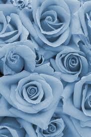 Dusk Pairs Well With Sky Melon Steel Red Blue Roses Wallpaper Blue Flower Wallpaper Baby Blue Aesthetic