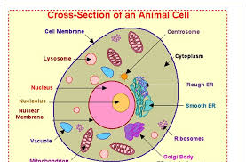 Maybe you would like to learn more about one of these? 34 Label Parts Of Animal Cell Labels Database 2020