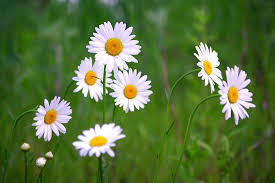 Image result for foto Kopretina