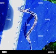 Image result for Ctenium