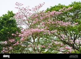 Image result for Tabebuia heterophylla