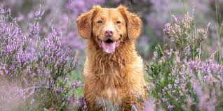 These golden retrievers are sometimes called english type or even white golden retrievers. Golden Retriever Breeders In California Reviewed Breeder Review