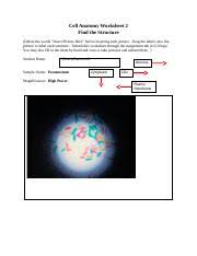 Check spelling or type a new query. Cell Analogy Worksheet Doc Name Period Comparing A Cell To A School Instructions The First Column Of This Chart Tells You The Name Of A Place Or Course Hero
