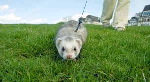 This cute creature combines the cuteness of a hamster, a kitten, and a … Low Maintenance Pets That Like To Cuddle Thatsweetgift