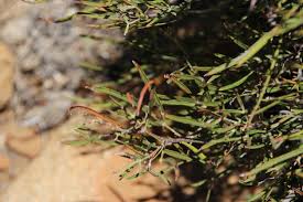 Image result for Searsia ciliata
