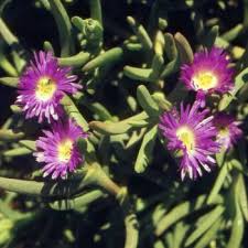 Image result for Corbichonia decumbens