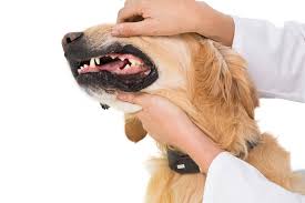 It is also the most common, and there should be special concern if the vomit has blood in it. Stomach And Intestinal Ulcers In Dogs Symptoms Causes Diagnosis Treatment Recovery Management Cost