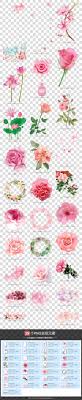 粉玫瑰花卉图片桃花玫瑰花荷花pink rose flower picture peach rose flower lotus rose flower pictures pink rose flower flower pictures