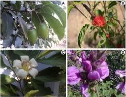 Image result for Englerina woodfordioides