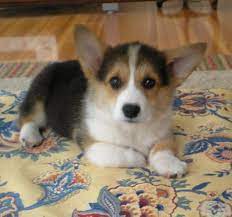 Check spelling or type a new query. Noble Hearts Pembroke Welsh Corgi Breeder Puppies For Sale Puppies Corgi Dog Welsh Corgi Puppies