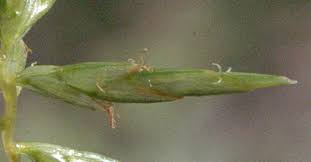 Image result for Cyperus tenuiculmis