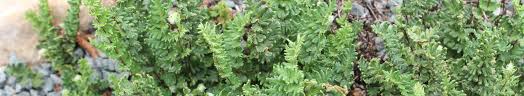 Image result for Cheilanthes