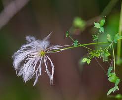 Image result for Clematis uhehensis
