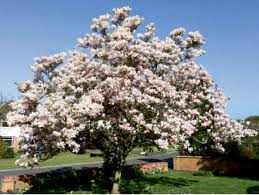 If you know the name of the variety of tree, please use the search box above. At First Blush Charleston Sc Charleston Magazine