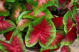 Plants with red leaves add a pop of color with maximum impact and can really brighten up the garden. 10 Houseplants With Red Leaves Urban Garden Gal